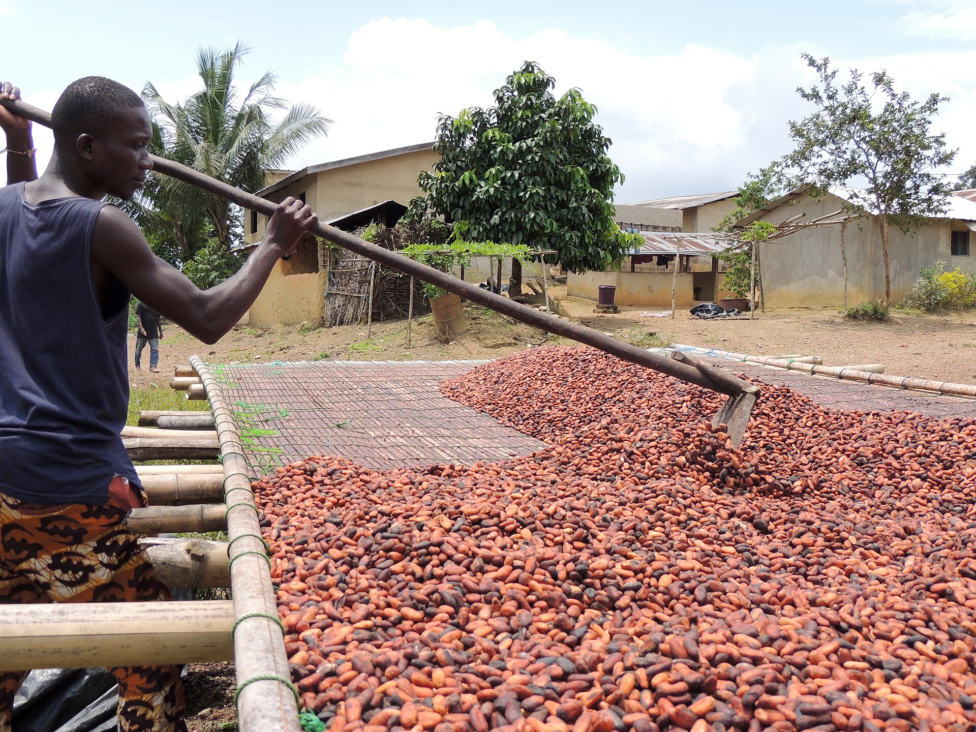 可可种植 Cocoa cultivation