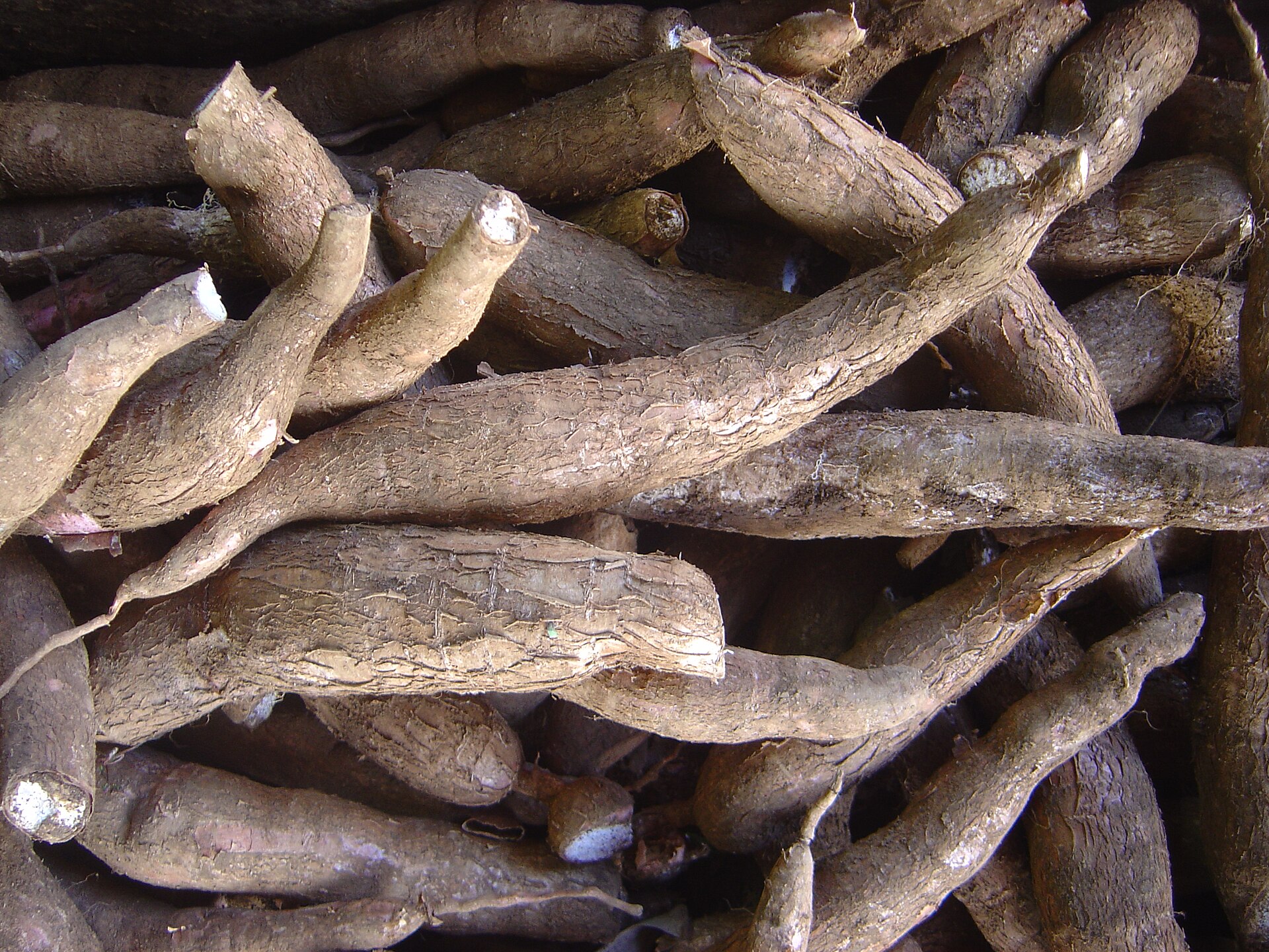 木薯 Cassava root