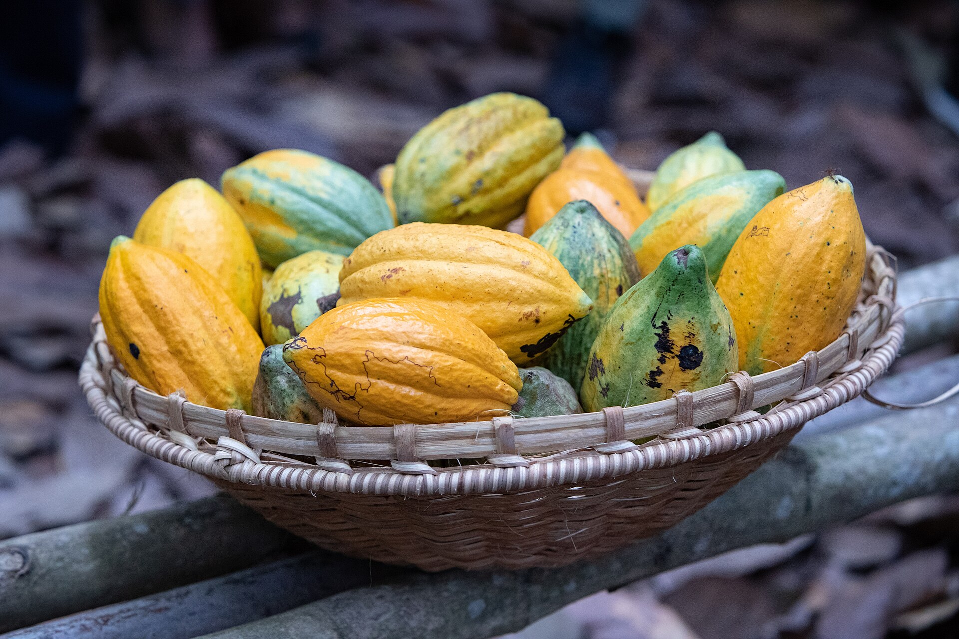 科特迪瓦可可 Côte d'Ivoire cocoa